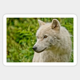 Arctic Wolf Sticker